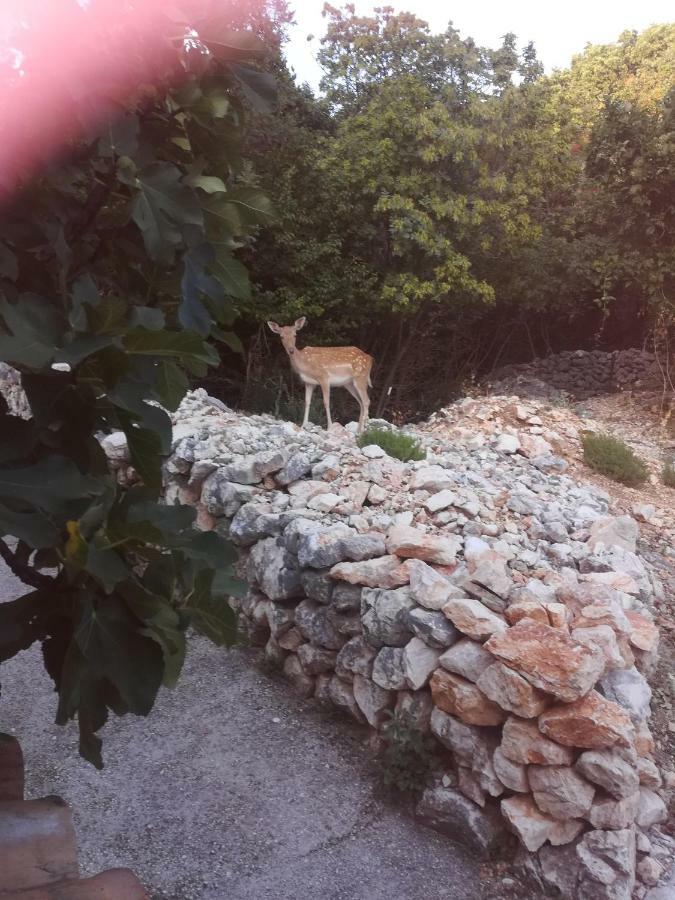 Apartman Legac Starigrad  Exteriér fotografie